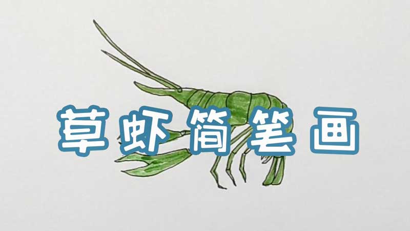 草虾简笔画