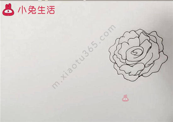 月季花简笔画