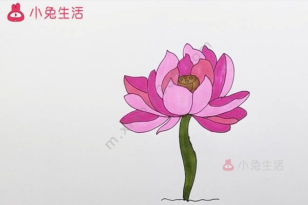 芙蓉花简笔画