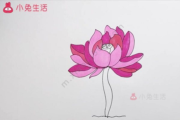 芙蓉花简笔画