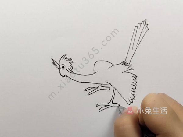 杜鹃鸟简笔画