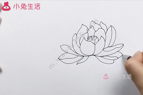 芙蓉花简笔画