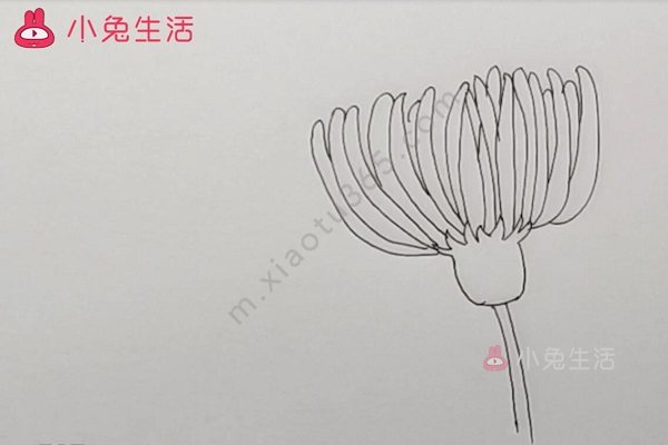 菊花简笔画