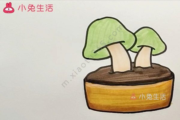 菌类盆栽简笔画