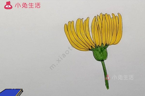 菊花简笔画