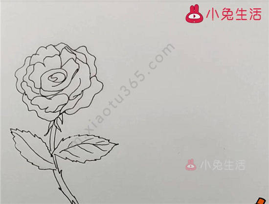 月季花简笔画