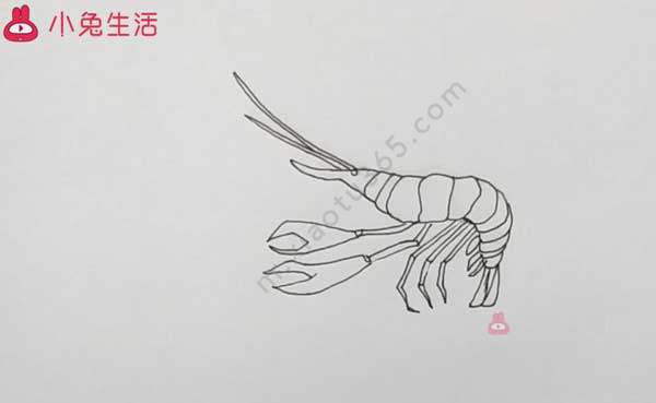 草虾简笔画